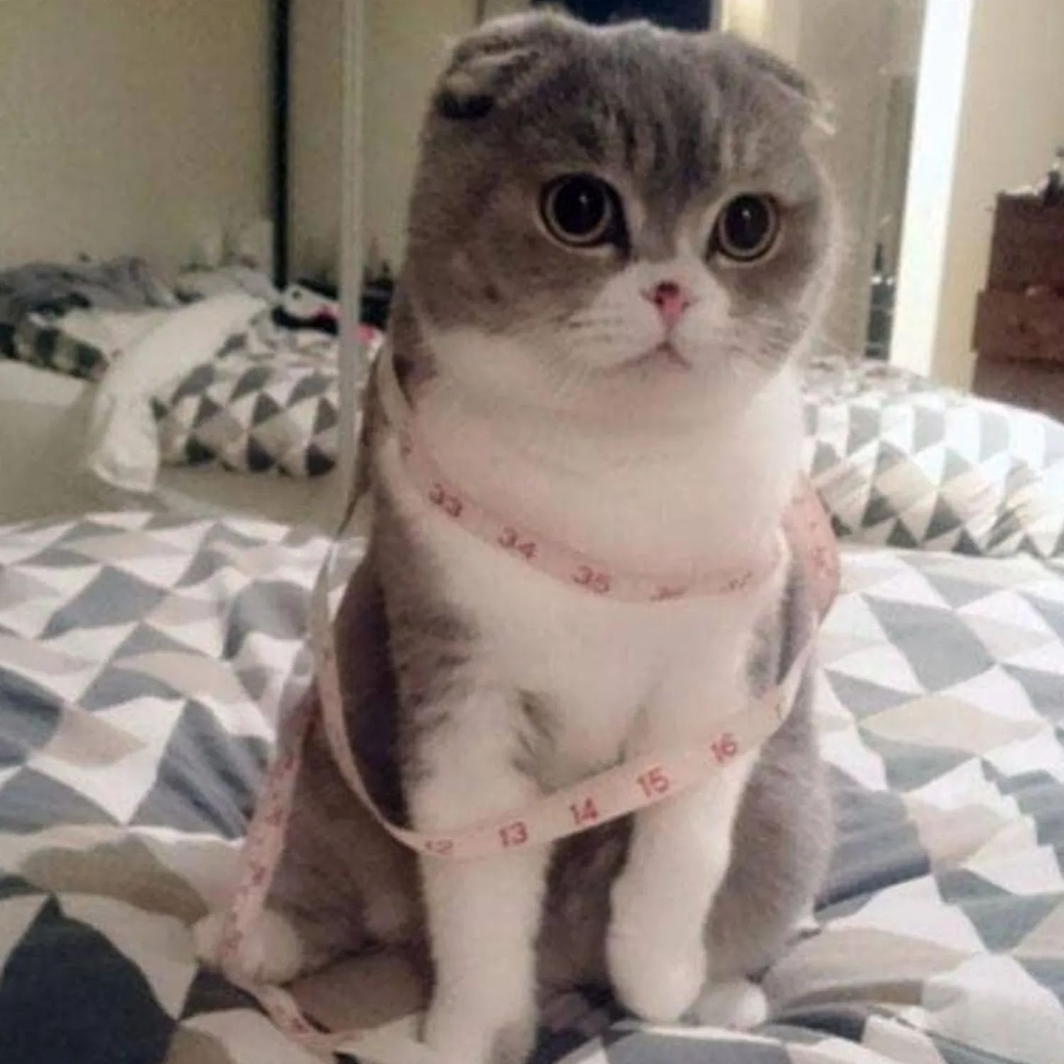 Adorable Opie Cat Brooch^Erstwilder Sale