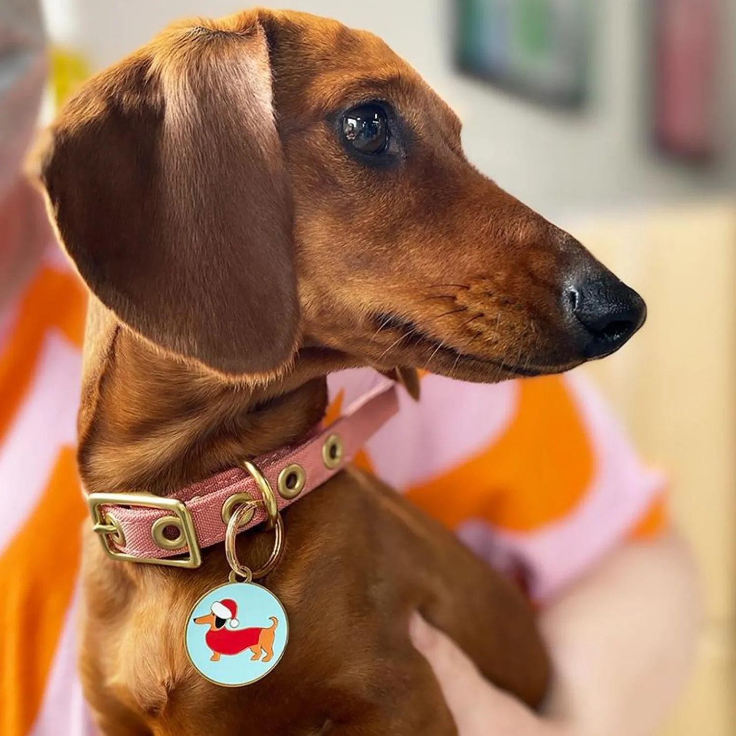Christmas Spiffy Enamel Pet Charm^Erstwilder Outlet